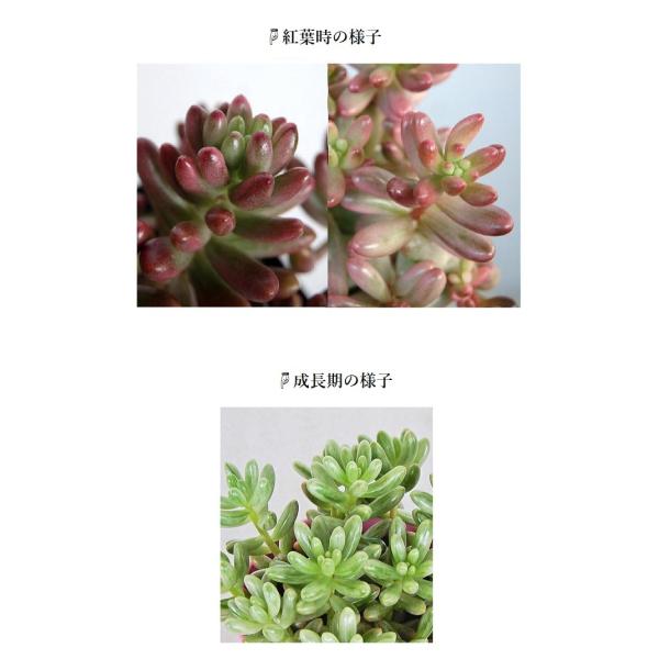 多肉植物 オーロラ セダム ３号 Sedamu Aurora 緑の風yamashoku ヤフー店 通販 Yahoo ショッピング