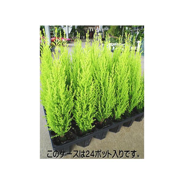 コニファー 盆栽 植木の人気商品 通販 価格比較 価格 Com