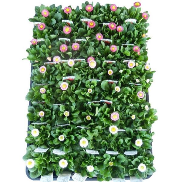 デージー 苗 農業資材 ガーデニング用品の人気商品 通販 価格比較 価格 Com