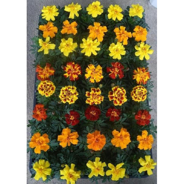 マリーゴールド 40ポットセット 3号 花苗 セット販売 まとめ買い Buyee Buyee 日本の通販商品 オークションの代理入札 代理購入