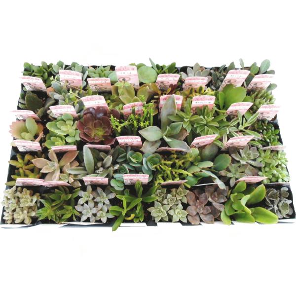 多肉植物 ミックス 40ポットセット 2 5号 送料無料 多肉苗セット販売 まとめ買い Buyee Buyee Japanese Proxy Service Buy From Japan Bot Online