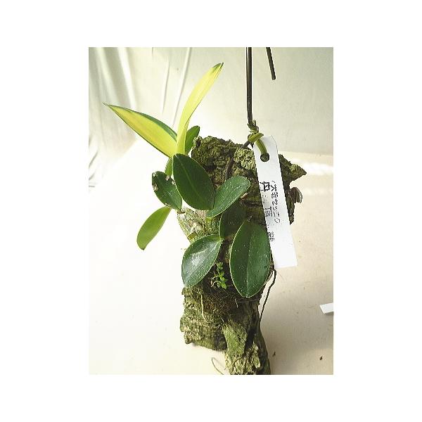 ラン：斑入りのDen.speciosum:タイミンセッコク（丹頂鶴）です。