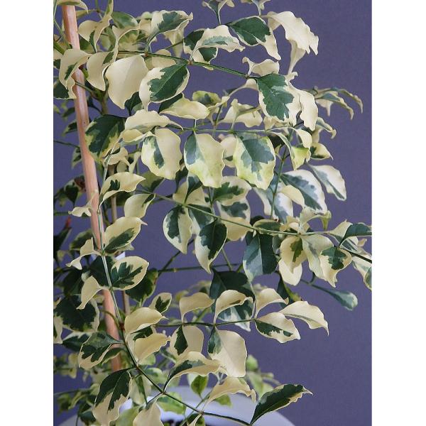 観葉植物 シマトネリコ 斑入りの人気商品 通販 価格比較 価格 Com