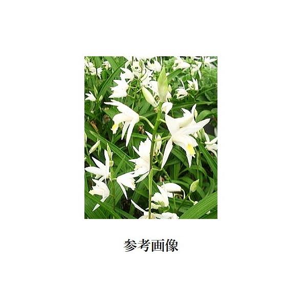 ばば様専用 紫蘭 白 抜き苗 Www Elsahariano Com