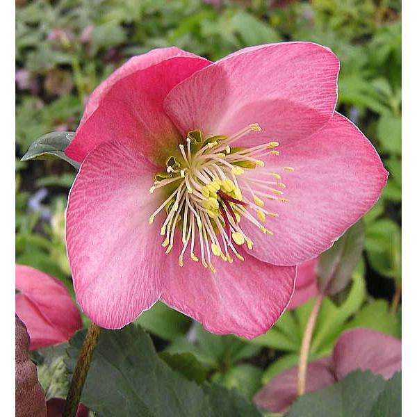 クリスマスローズ 苗の価格と最安値 おすすめ通販を激安で