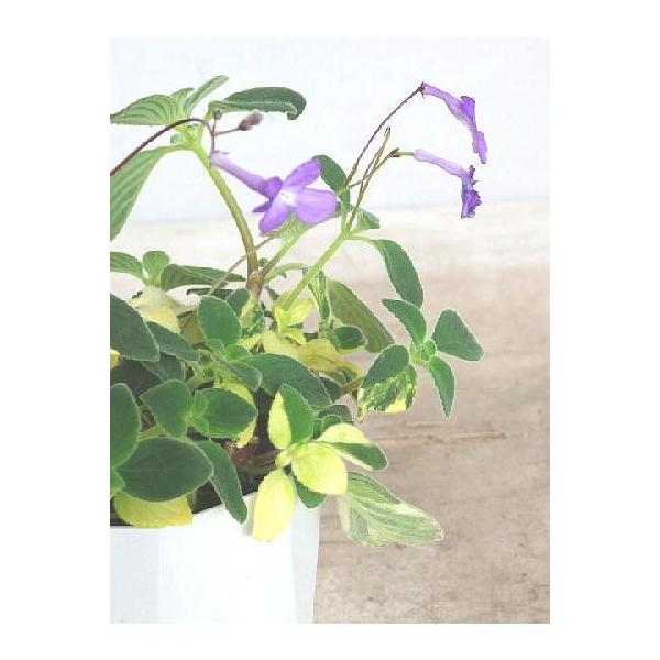 ストレプトカーパス サクソルム系 斑入り葉 ３ ５号 Streptocarpussaxorum Papuru Fuir 緑の風yamashoku ヤフー店 通販 Yahoo ショッピング