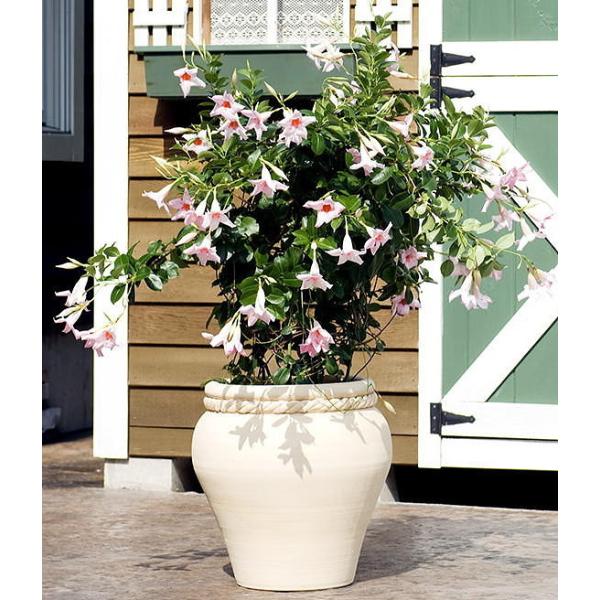 パラソル 花 苗の人気商品 通販 価格比較 価格 Com