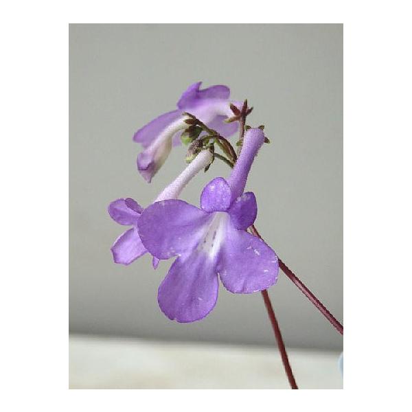 ストレプトカーパス サクソルム系 パープル系花 ３ ５号 Sutoreputo Sakuso2 緑の風yamashoku ヤフー店 通販 Yahoo ショッピング