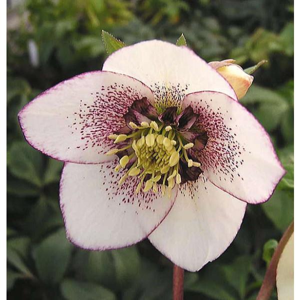 の価格と最安値 おすすめ通販を激安で