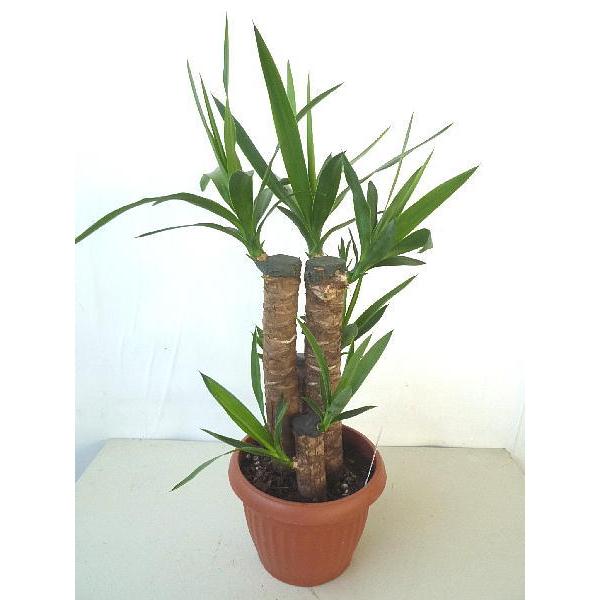 ユッカ エレファンティペス 青年の木 ショートタイプ ４本立ち 7号 同梱不可 Yucca Shorttype 緑の風yamashoku ヤフー店 通販 Yahoo ショッピング
