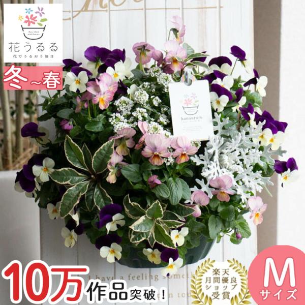 ■商品内容　；ハンギングバスケット+S字フック■使用した植物；ビオラ　アリッサム　白妙菊、斑入りヤブコウジ、アイビー（ヘデラ）など　約20株■重量　　　　；水やり時約３ｋｇ（ただし、水やりによって増減）■使用した土；花うるる特製「ハンギング...