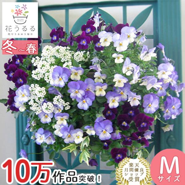 ビオラのハンギングバスケット寄せ植え アクアブルー シンプル 開花期 今から５月まで ハンギング 寄せ植え ギフト 花 フラワー 誕生日 プレゼント Buyee Buyee Japanese Proxy Service Buy From Japan Bot Online