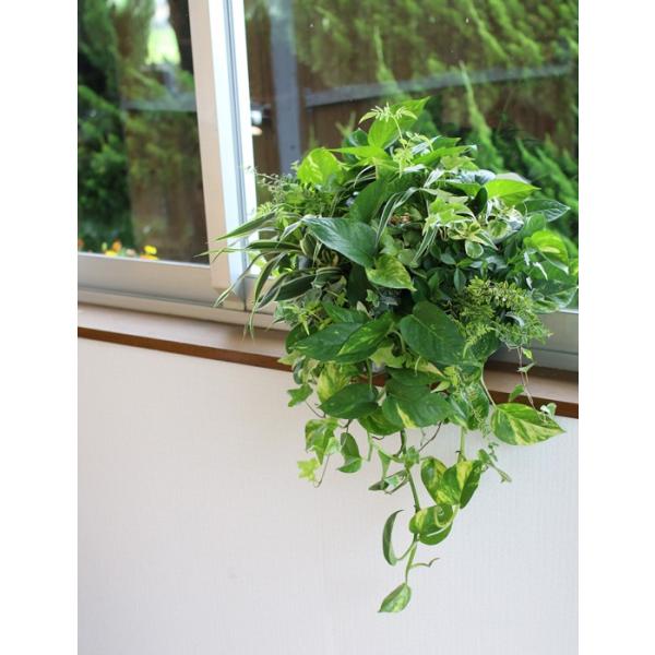 冬は室内鑑賞推奨 花うるるアレンジ 観葉植物のハンギング寄せ植え Foliage Plants ギフト ガーデニング セット ミニ観葉 誕生日 限定 新築祝い Buyee Buyee 日本の通販商品 オークションの代理入札 代理購入