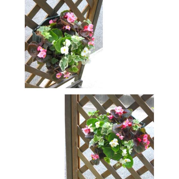 ベゴニアのハンギング寄せ植え 天の川 シンプル 開花期間 春から晩秋まで 玄関 寄せ植え 春 セット ギフト 花 寄植え 鉢植え 壁掛け ハンギング 春 夏 通販 Buyee 日本代购平台 产品购物网站大全 Buyee一站式代购 Bot Online