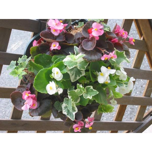 ベゴニアのハンギング寄せ植え 天の川 シンプル 開花期間 春から晩秋まで 玄関 寄せ植え 春 セット ギフト 花 寄植え 鉢植え 壁掛け ハンギング 春 夏 通販 Buyee 日本代购平台 产品购物网站大全 Buyee一站式代购 Bot Online