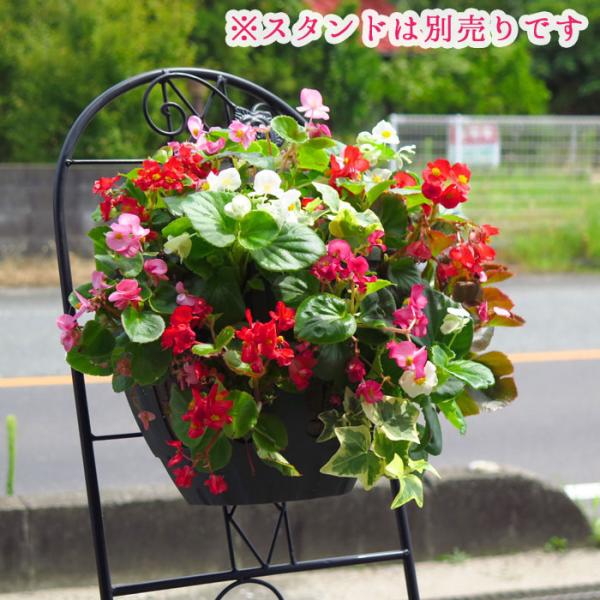 ベゴニアのハンギングバスケット寄せ植え カラフルmix シンプル 開花 春から晩秋まで 玄関 寄せ植え セット ギフト 花 寄植え 鉢植え 壁掛け 春 夏 通販 Buyee Buyee 日本の通販商品 オークションの代理入札 代理購入