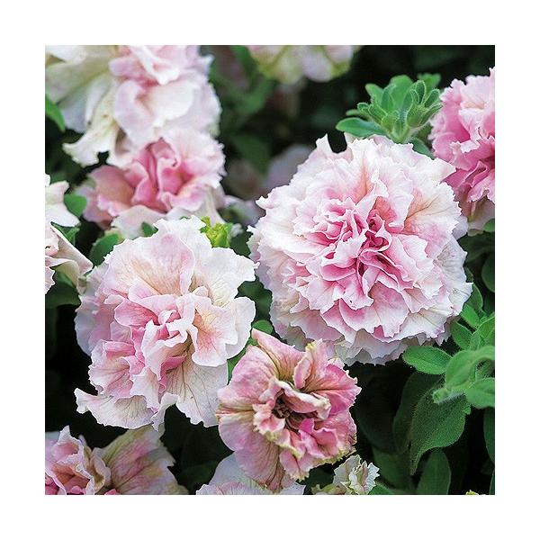 巨大輪 人気の八重ペチュニア ドレスアップネオ ブラッシュ 10 5cmポット苗 タキイ種苗育成 ペチュニア 苗 セットサフィニア 八重咲き Buyee Buyee Japanese Proxy Service Buy From Japan Bot Online