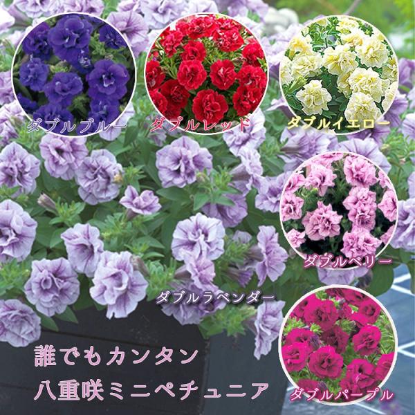 手間要らずで ギュギュ っと花が密に咲く タキイ育成 多花性小輪八重咲きペチュニア ギュギュ ダブル 6色バラ売り 苗 八重咲き Buyee Buyee บร การต วกลางจากญ ป น ซ อจากประเทศญ ป น