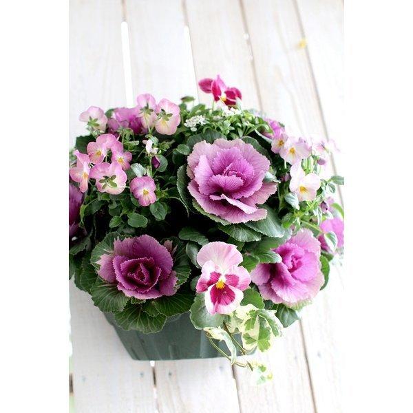 お正月飾り 送料無料 葉牡丹 ハボタン のハンギング寄せ植え パープルベリー 正月 飾り 玄関 アレンジメント 花 モダン しめ縄 お歳暮 門松 葉ボタン Buyee Buyee 日本の通販商品 オークションの入札サポート 購入サポートサービス