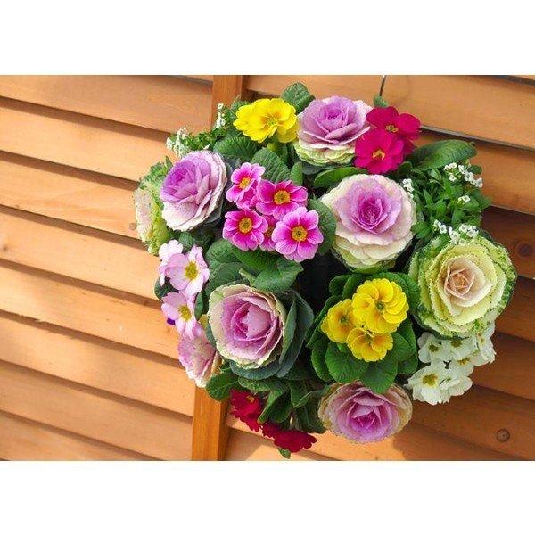 お正月飾りに 葉牡丹 ハボタン のハンギング寄せ植え シエン フルール 正月 飾り お正月飾り 玄関 アレンジメント 花 モダン しめ縄 リース お歳暮 門松 Buyee Buyee 提供一站式最全面最专业现地yahoo Japan拍卖代bid代拍代购服务 Bot Online