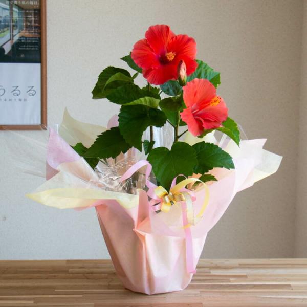ハイビスカス　苗　大輪　花木　1苗　限定品　観葉植物 hanaururu_haibiskas-empire