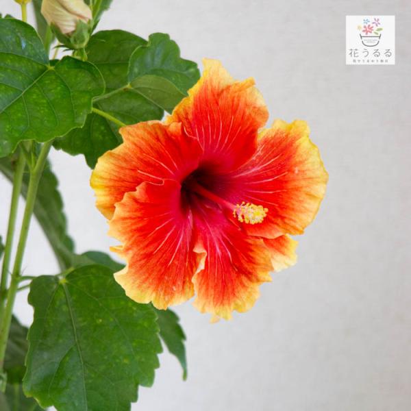 flower ハイビスカス鉢植え 大輪[肥後錦] (5号鉢・高さ約40〜50cm