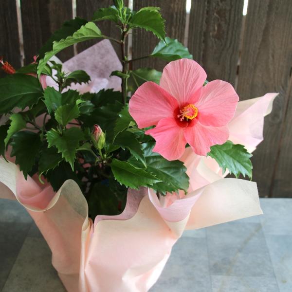 hanaururu_haibiskas-majikarupinnk