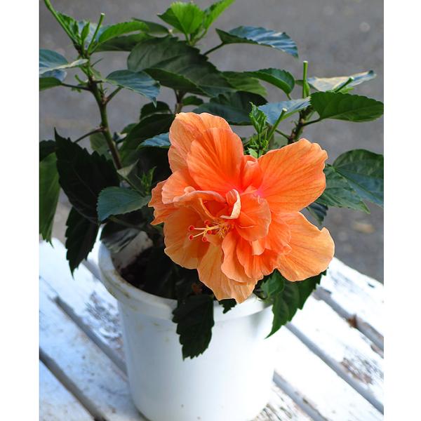 数量限定販売 珍しい八重咲きタイプのハイビスカス鉢植え 数量限定販売 珍しい八重咲きタイプのハイビスカス鉢植え