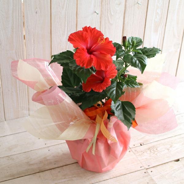 flower ハイビスカス 鉢植え[サマーレッド] (5号鉢・高さ約50cm前後