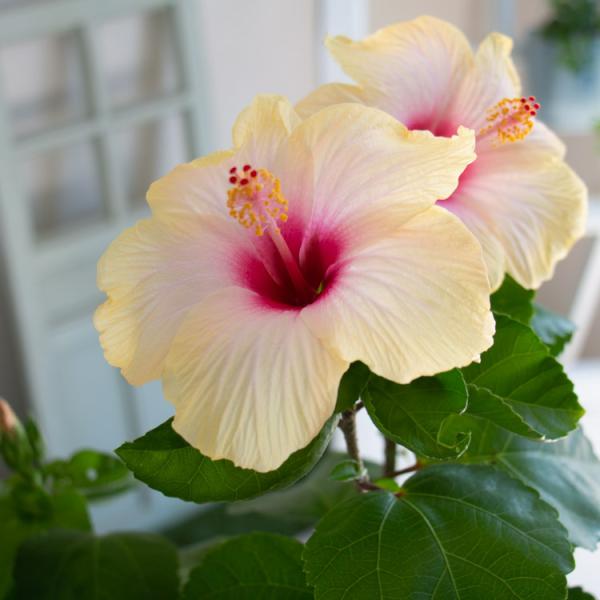 flower ハイビスカス 鉢植え 大輪 [ソナタ] (5号鉢・高さ約40〜50cm