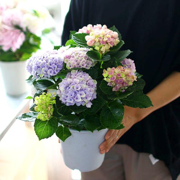 アジサイ　5寸1種4鉢 マジカルレボリューション　紫陽花 鉢花 アジサイ マジカルレボリューション 4号 マーブル 紫陽花