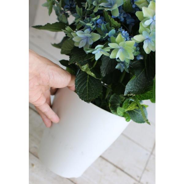 秋色アジサイ 品種 ハイドランジア 千代女 ちよじょ 6号鉢 紫陽花 あじさい 鉢植え アジサイ 紫陽花 秋色 品種 ガクアジサイ Buyee Buyee Japanese Proxy Service Buy From Japan Bot Online