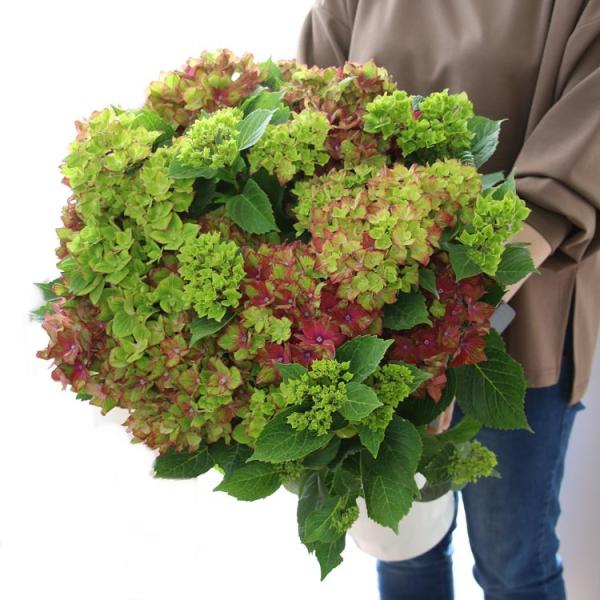 ジ*ン様 アジサイ　7種7鉢　紫陽花　秋色アジサイ 色変わりしながら咲く！秋色アジサイ[品種：ハイドランジア グリーン