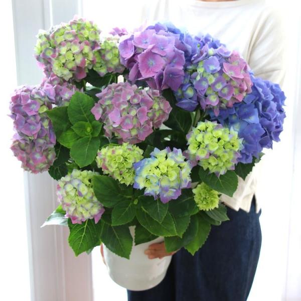 色変わりしながら咲く！ 秋色アジサイ[品種：ハイドランジア
