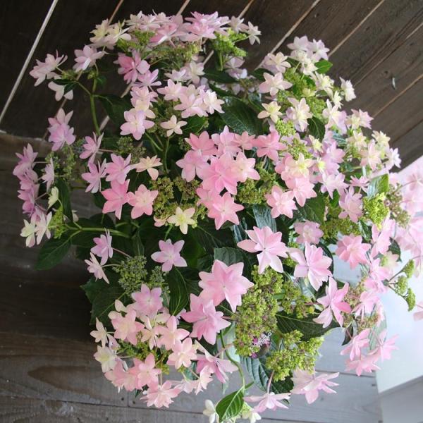 アジサイ ダンスパーティー みんな探してる人気モノ アジサイ ダンスパーティー