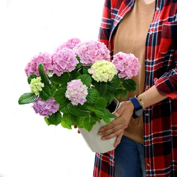 アジサイ [品種： ハイドランジア フェリナ ] 5号鉢 八重咲 紫陽花
