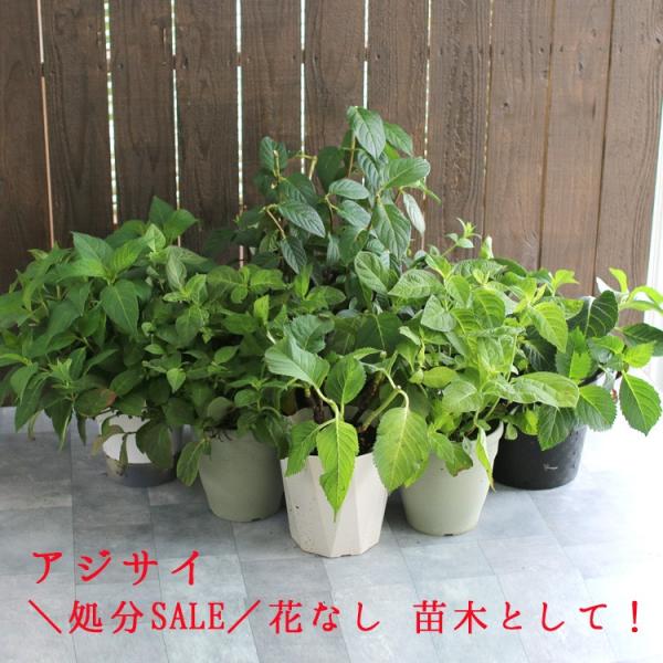 hanaururu_hati-ajisai-kmaihime