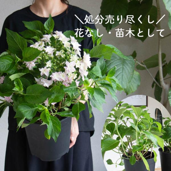 訳あり 処分品／西洋アジサイ ロイヤリティコレクション 『フローリア  