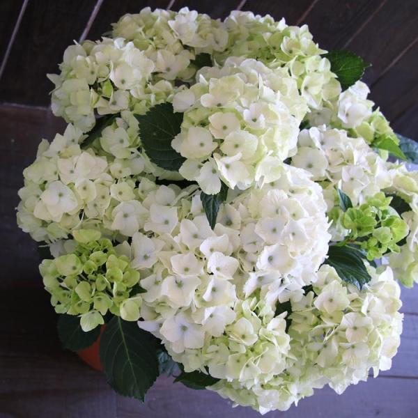 秋色アジサイ 品種 マジカルシリーズ マジカル ハイドランジア マジカルノブレス ８号鉢 アンティーク 紫陽花 あじさい 鉢植え アジサイ 紫陽花 秋色 品種 Www Purrworld Com