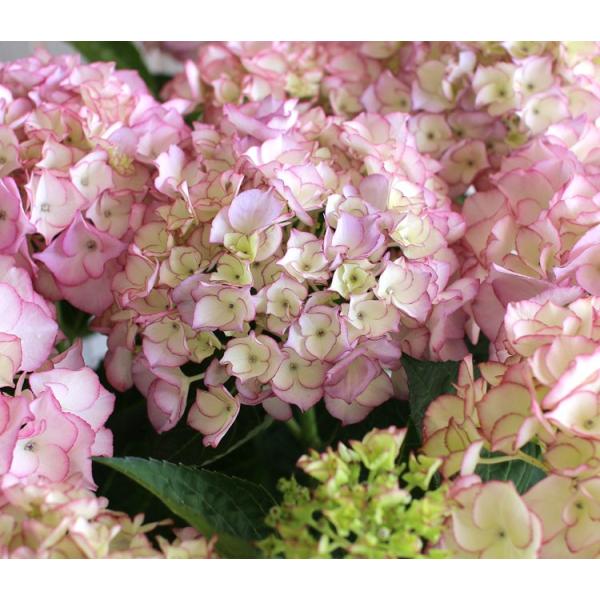 秋色アジサイ 品種 マジカルシリーズ マジカル ハイドランジア マリーアントワネット ８号鉢 鉢植え ショップ 秋色 アジサイ 品種 紫陽花 あじさい