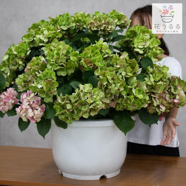 最高のあじさい 鉢植え 室内 すべての美しい花の画像