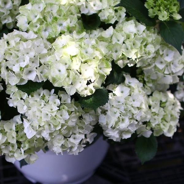 秋色アジサイ 品種 マジカルシリーズ マジカル ハイドランジア マジカルノブレス 格安saleスタート 15号鉢 アジサイ 鉢植え 品種 紫陽花 秋色 あじさい