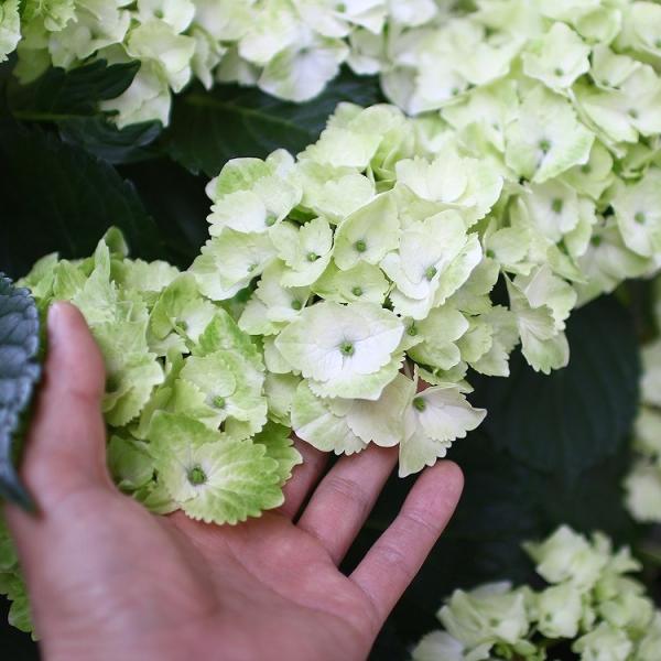 秋色アジサイ 品種 マジカルシリーズ マジカル ハイドランジア マジカルノブレス 格安saleスタート 15号鉢 アジサイ 鉢植え 品種 紫陽花 秋色 あじさい