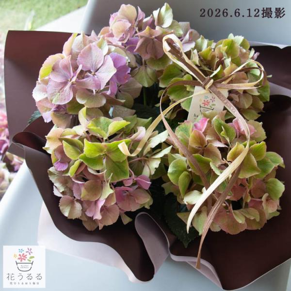 紫陽花鬼木様ブランド山口秋色10寸6/12即決の方4寸鬼木紫陽花をプレゼント 花うるるだけの限定販売／秋色アジサイの匠「鬼木氏」の極レア秋色