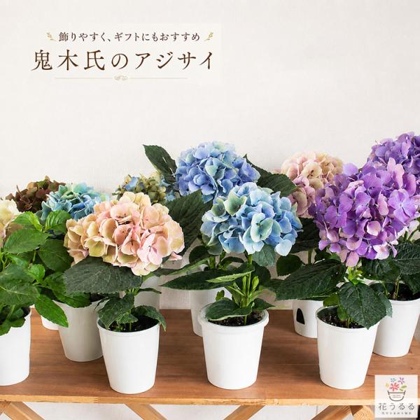 ＼花うるるだけの限定販売／秋色アジサイの匠「鬼木氏」の極レア『一輪咲き』秋色紫陽花 [品種名：クリスタル ピンクセンセーション レッドビューティー LK]