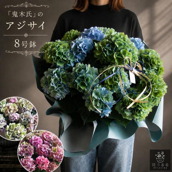花うるるだけの限定販売／秋色アジサイの匠「鬼木氏」の極レア秋色