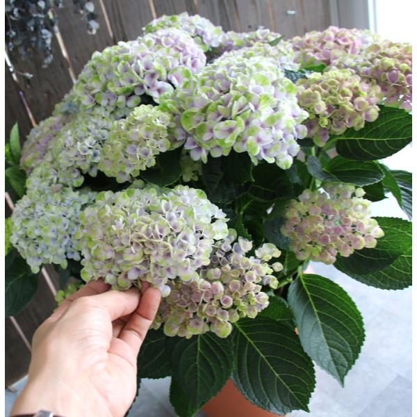 秋色アジサイ 品種 マジカルシリーズ マジカル ハイドランジア マジカルレボリューション レインボー 色変わり中 8号鉢 紫陽花 あじさい 鉢植え 品種 Dejapan 手数料０円で日本の商品を購買代行 落札代行