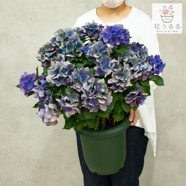 アンティーク アジサイ 生花の人気商品 通販 価格比較 価格 Com