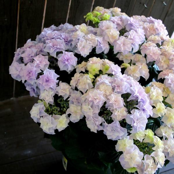 アジサイ　5寸8種8鉢 紫陽花 アジサイ 5寸8種8鉢 紫陽花