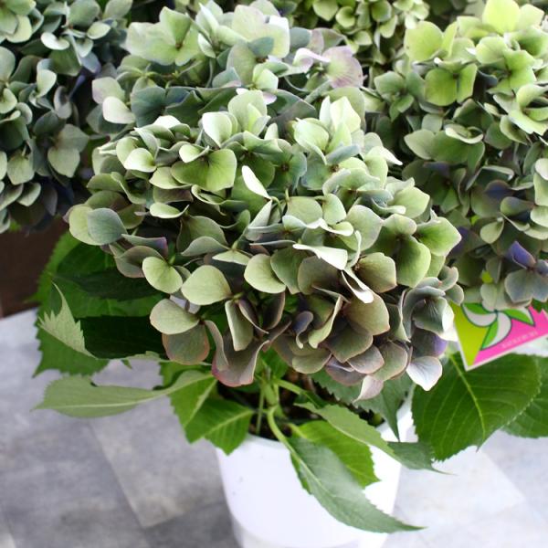 秋色アジサイ 秋色進行中 ルビー 品種 ハイドランジア ６号鉢 アンティーク 品種 アジサイ 鉢植え あじさい クリアランスsale 期間限定 紫陽花 秋色